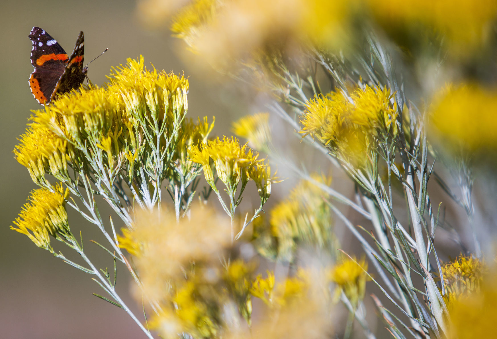 Twin Falls becomes a Bee City